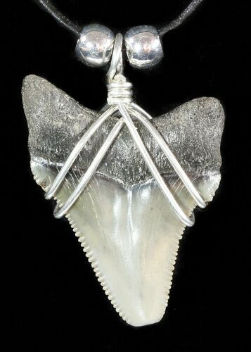 Fossil Angustiden Tooth Necklace - Megalodon Ancestor #47784